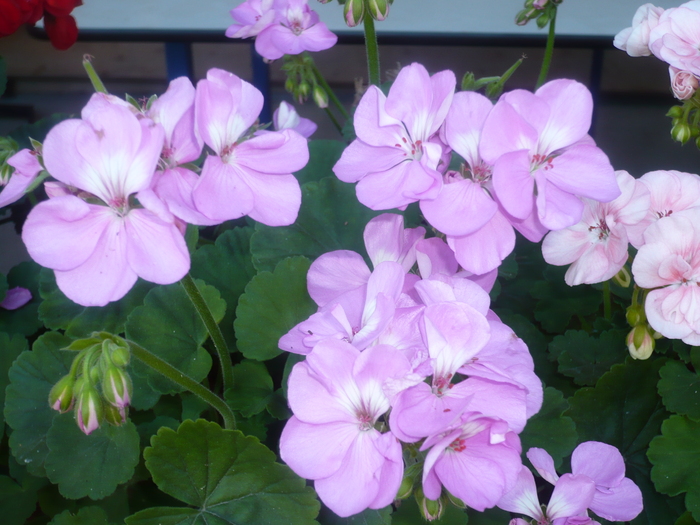 009 - muscate si alte plante de balcon