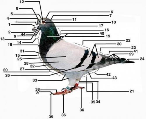 partile corpului unui porumbel - Anatomia porumbeilor si scheletul unui porumbel