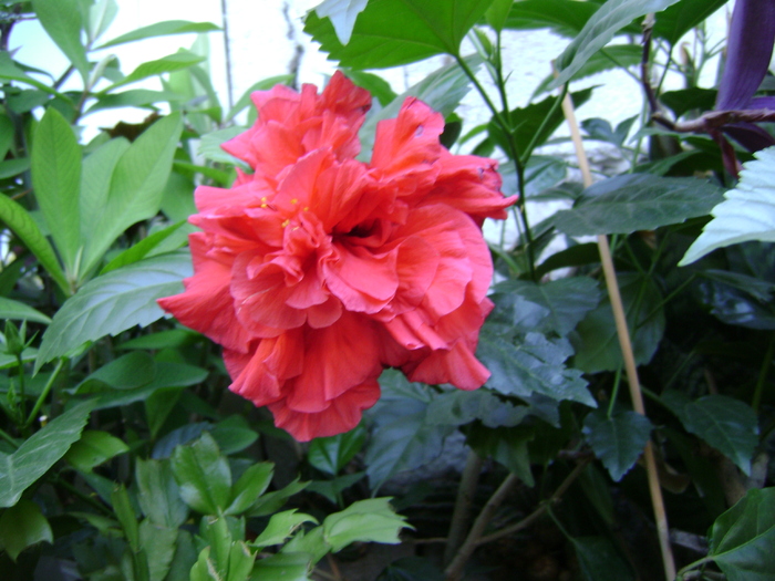 DSC04992 - hibiscus