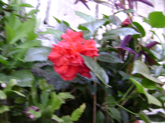 DSC04989 - hibiscus