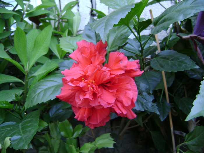 DSC04991 - hibiscus