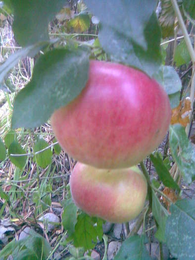 mere - 3-Pomi fructiferi