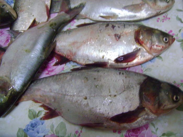 Picture 162 - la pescuit 2010