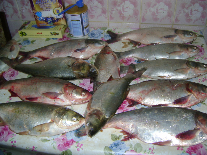 Picture 160 - la pescuit 2010