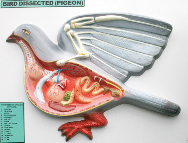 disectia unui porumbel - Anatomia porumbeilor si scheletul unui porumbel