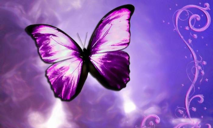 Purple-Illusion - Butterfly
