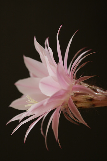 Echinopsis - plante 2010