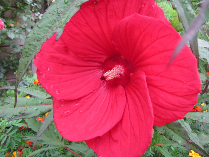 Hibiscus Moscheutos 26 aug 2010 (2) - hibiscus gradina