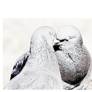 love is in the air - Ce nu stiai despre porumbei