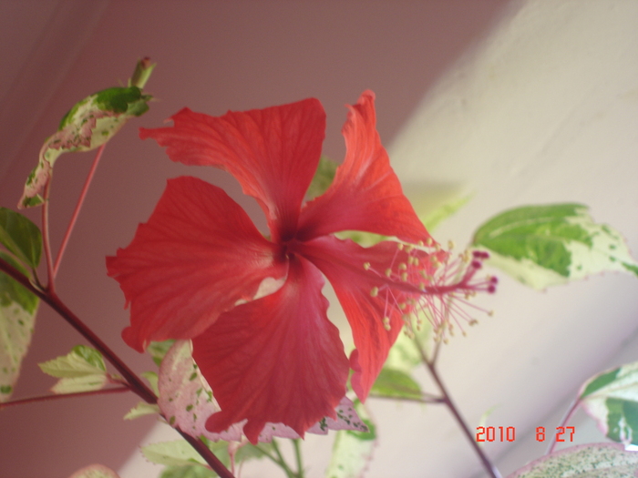Surinam - hibiscus 2010