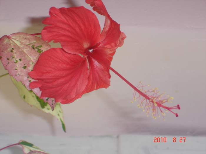 Surinam - hibiscus 2010
