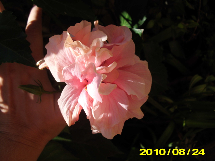 Picture 002 - flori