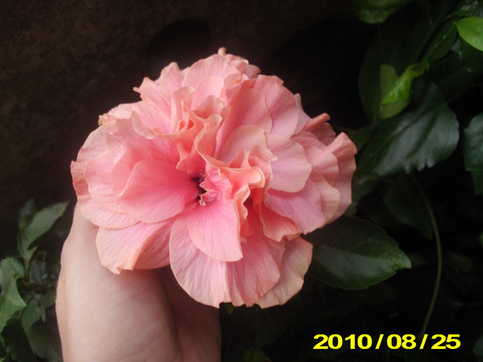 Picture 001