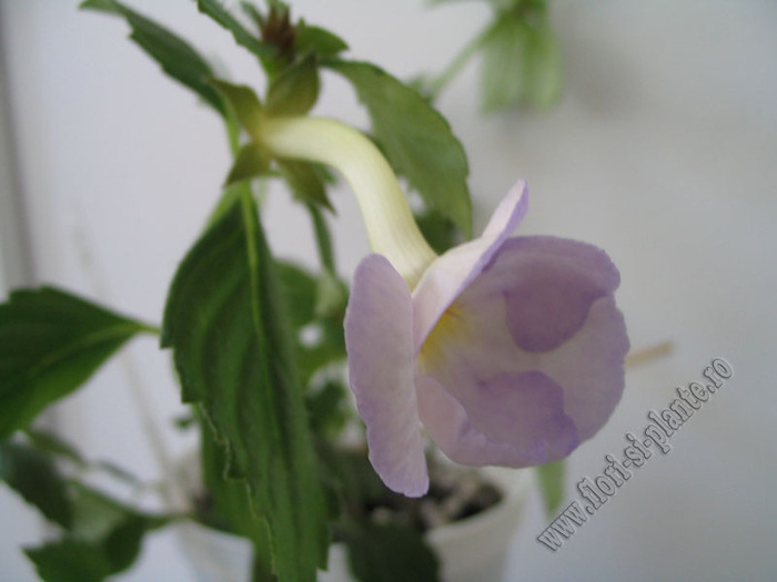 Achimenantha Blue David 3 - ACHIMENES I