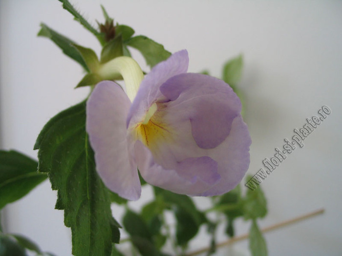 Achimenantha Blue David 4 - ACHIMENES I