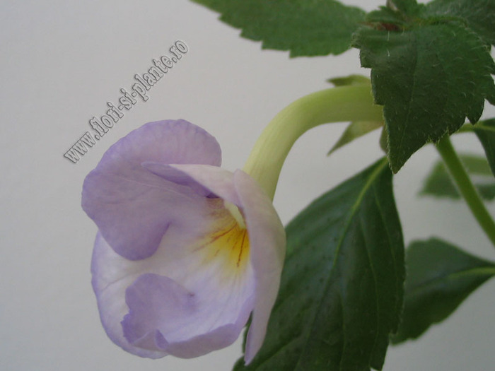 Achimenantha Blue David 6 - ACHIMENES I