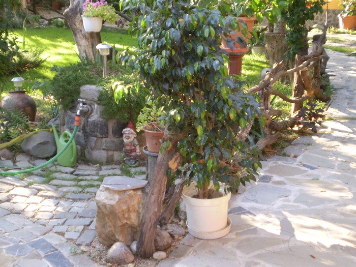 P8270251 - curtea locul de munca