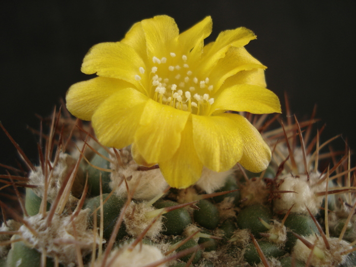 DSC00007 - Cactusi