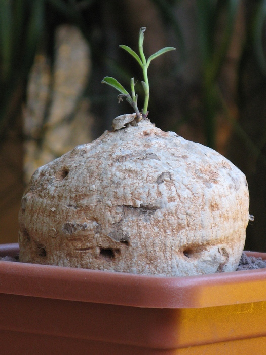 Raphionacme burkei - Caudex Plante cu caudex