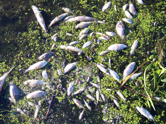 23august - somova delta dunarii foto