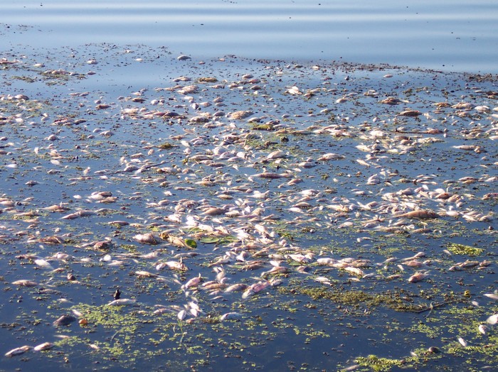 pesti morti - somova delta dunarii foto