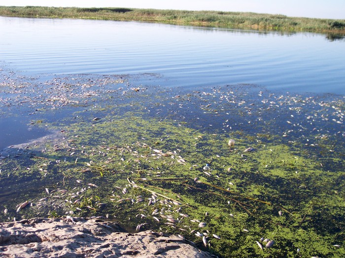 din cauza caldurii - somova delta dunarii foto