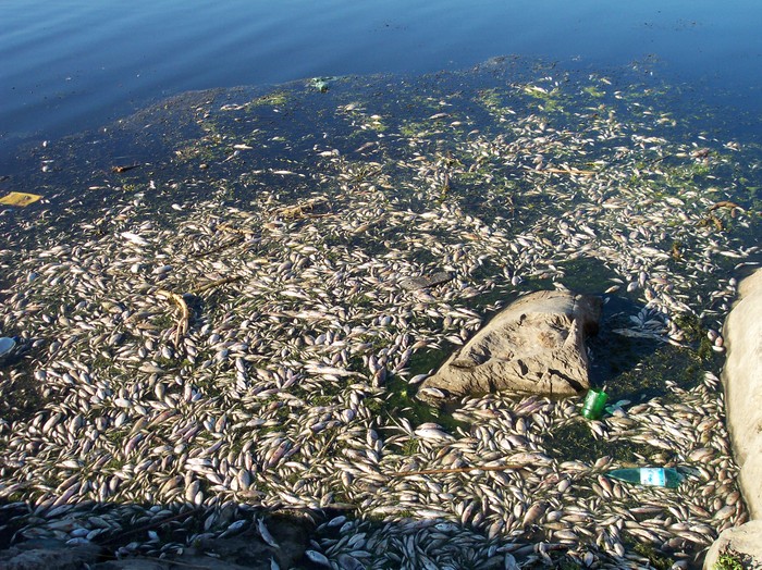 pesti morti 23 aug.2010 - somova delta dunarii foto