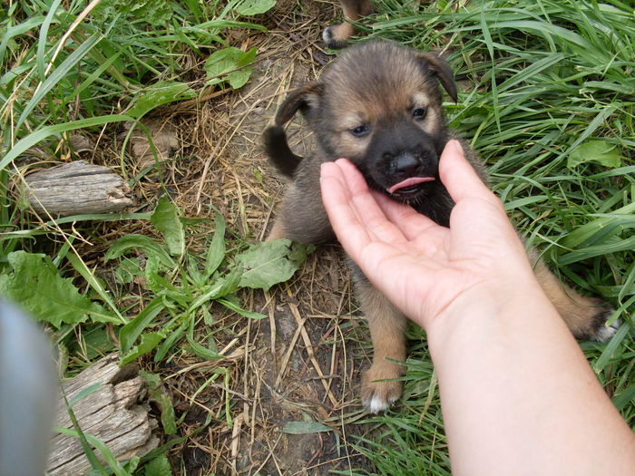 SDC13793; scot limba la tine;)
