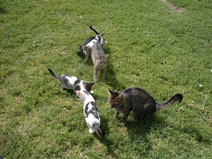 SDC13810; turma de pisici
