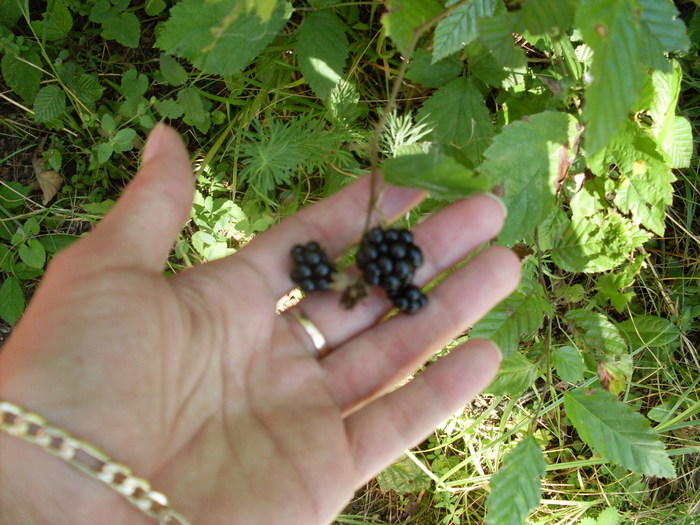 SDC13826; mure din padure
