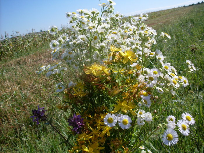 SDC13843; flori de camp
