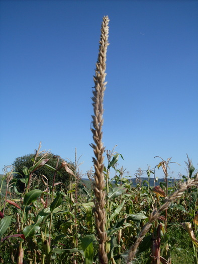 SDC13859 - Poze facute de mine