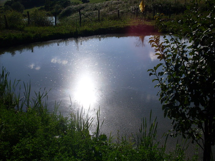 SDC13868 - Poze facute de mine