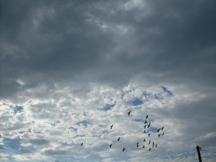 SDC13881 - Poze facute de mine