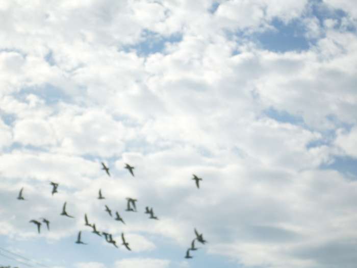 SDC13882 - Poze facute de mine