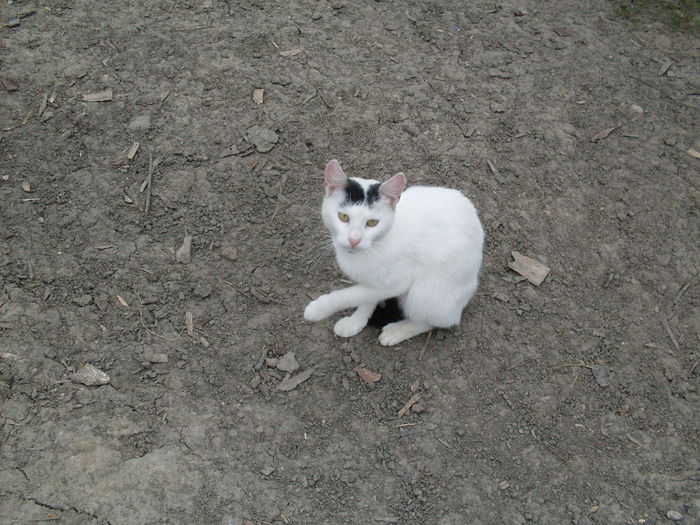 SDC13884 - Poze facute de mine