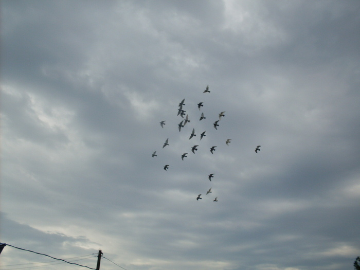 SDC13888 - Poze facute de mine