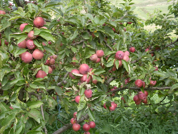 SDC13902; mere foarte multe mere
