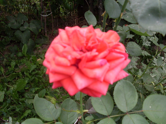 SDC13911; trandafir de la moldova

