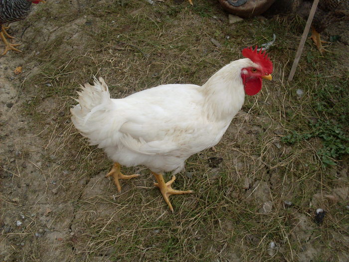 SDC13915 - Poze facute de mine