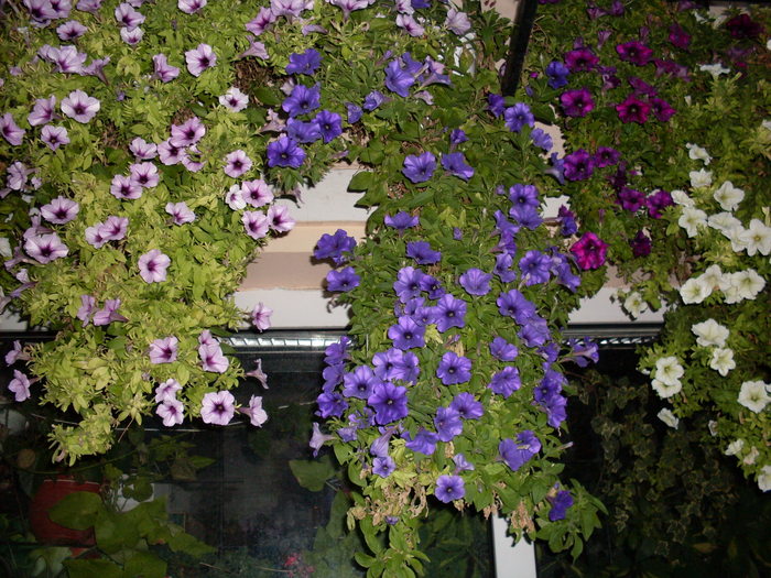 SDC13946 - Poze facute de mine