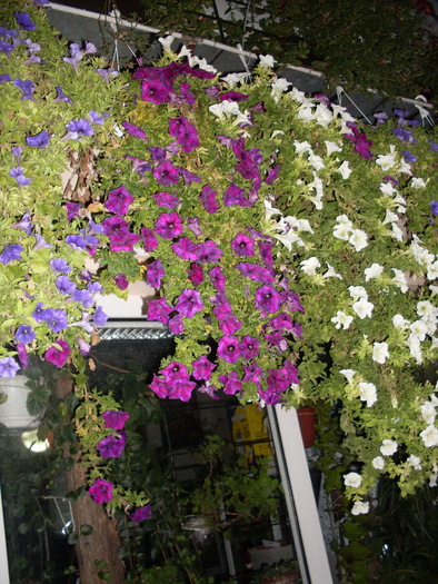 SDC13947 - Poze facute de mine