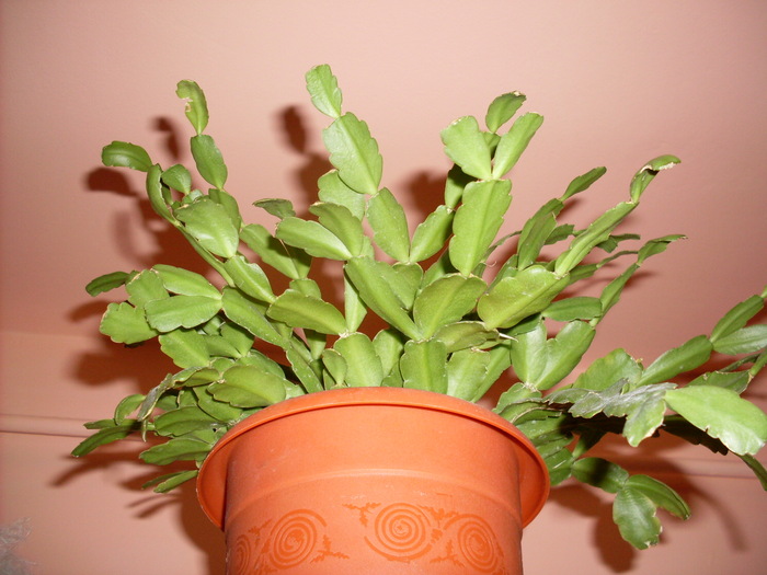 SDC13710 - Poze facute de mine