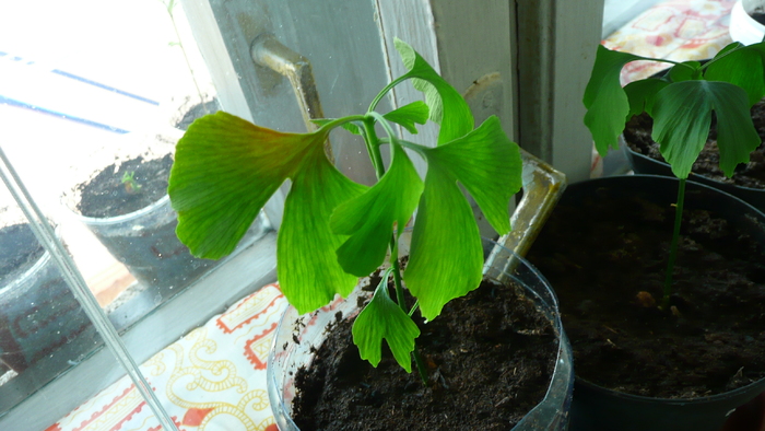 P1160427 - Ginkgo Biloba