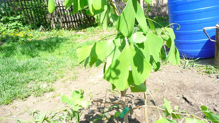 P1160439 - Ginkgo Biloba