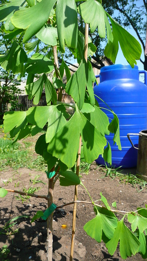 P1160441 - Ginkgo Biloba