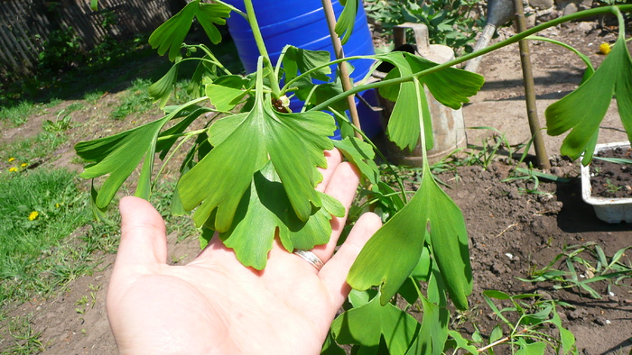 P1160446 - Ginkgo Biloba