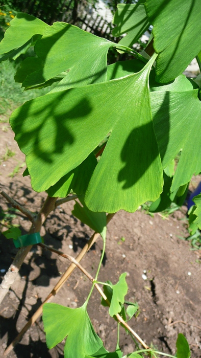 P1160452 - Ginkgo Biloba