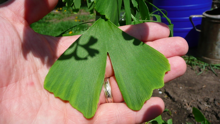 P1160453 - Ginkgo Biloba