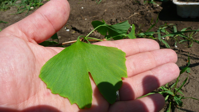 P1160456 - Ginkgo Biloba